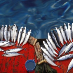 Freshfish