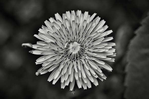 Pissenlit by Nemo