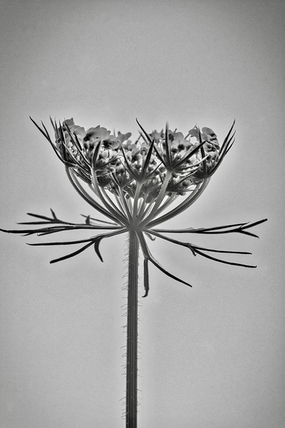 Fleur de carotte sauvage by Nemo