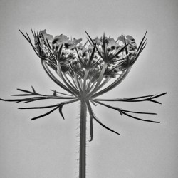 Fleur de carotte sauvage