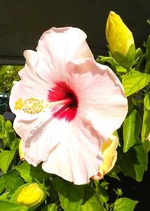 Hibiscus Pink