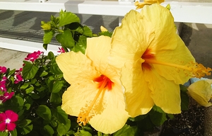 Hibiscus Yellow Pair