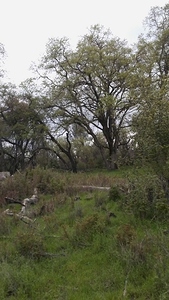 Redding