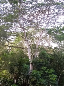 hawaii tree