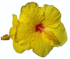 hibiscus yellow