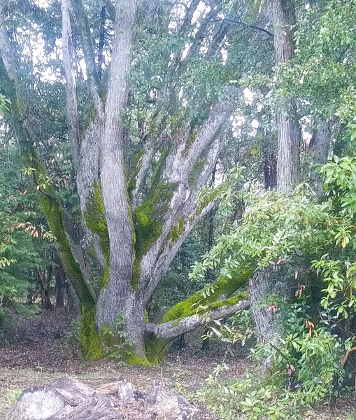 Bruces Tree Print
