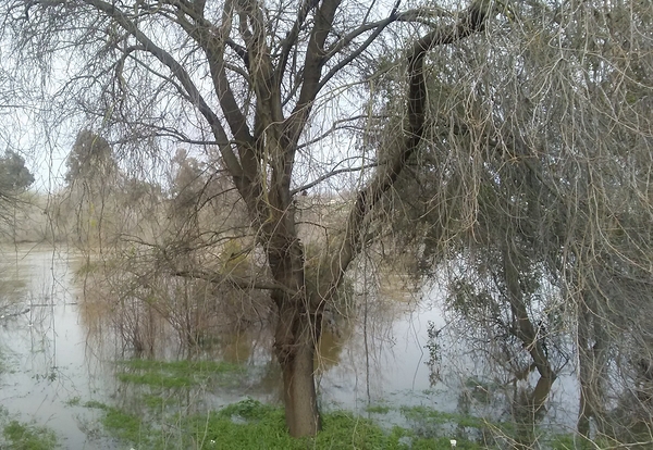 Modesto Flood Print