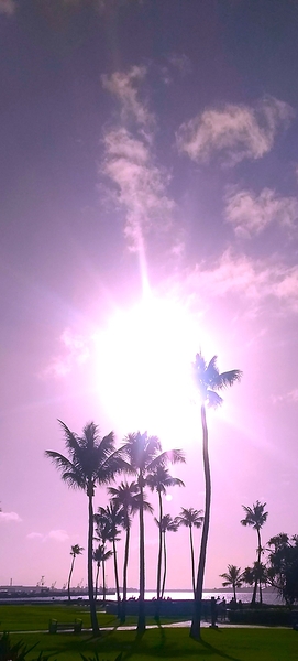 Palms and sun pink Print