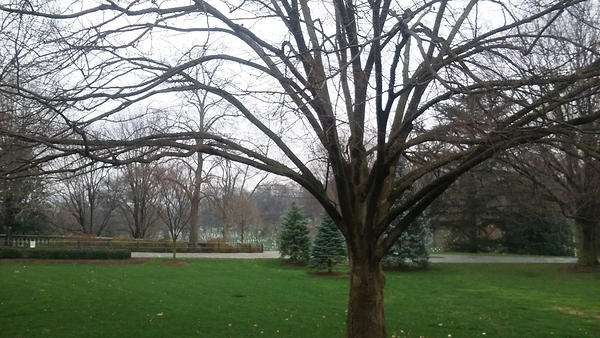 Tree at Arlington Print