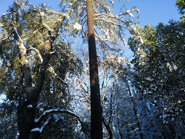 UP Tree Print
