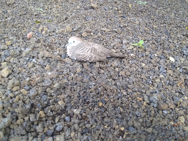 bird Print