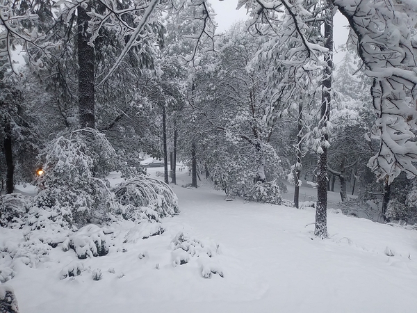 snow Print