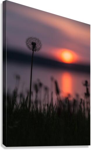 Dandelion Sunset Canvas Print