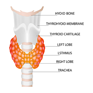 Thyroid gland