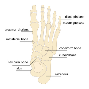 Foot bones anatomy by Towseef Dar