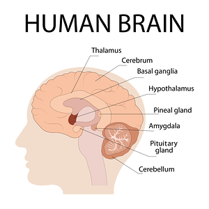 Human brain by Towseef Dar