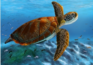 Sea Turtle