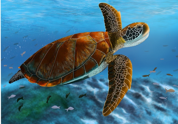 Sea Turtle Print