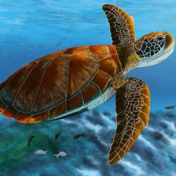 Sea Turtle