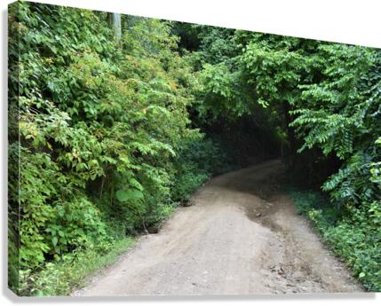 Down the Rabbit Hole Canvas Print