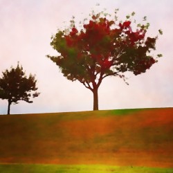 fall tree