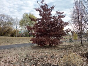 City Autumn Tree 1