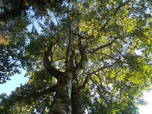 Beautiful Fall Green Trees 2