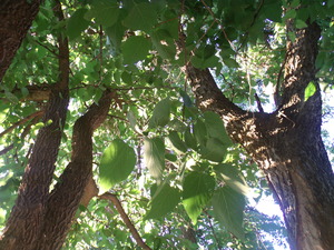Beautiful Fall Green Trees 3