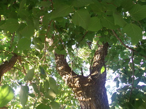 Beautiful Fall Green Trees 4