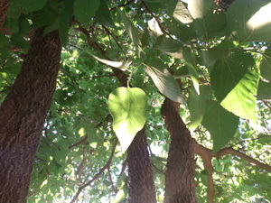 Beautiful Fall Green Trees 5