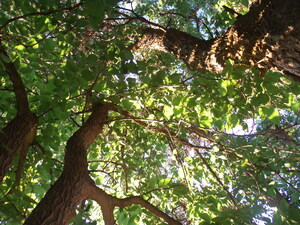 Beautiful Fall Green Trees 7