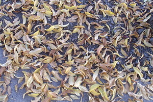 Fall Leaves 3