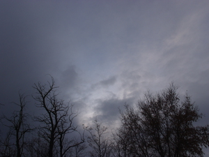 Winter Trees In Last Light 1
