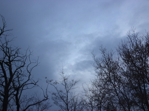 Winter Trees In Last Light 7