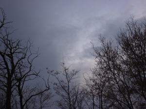 Winter Trees In Last Light 4