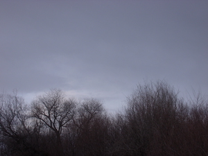 Winter Trees In Last Light 6