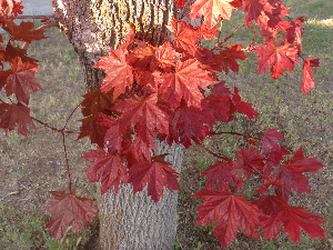 Orange Autumn Leaves In Tulelake 1