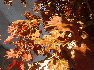 Autumn Leaves In Dark Orange 3