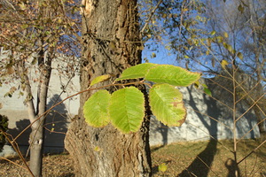 An Autumn Leaf 2