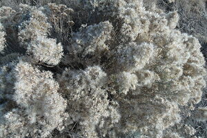 Golden Sagebrush 5