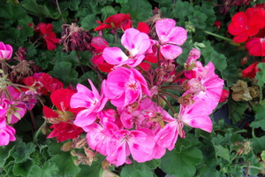 Geraniums 1