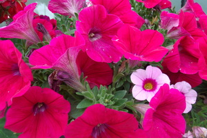 Pink Petunia 1