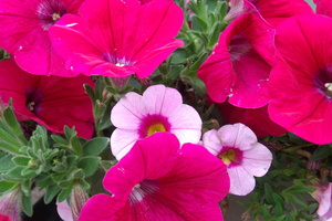 Pink Petunia 2