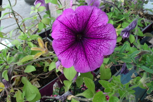Purple Petunia 1