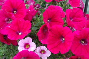 Pink Petunia 3
