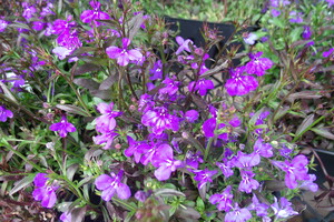 Purple Lobelia 2