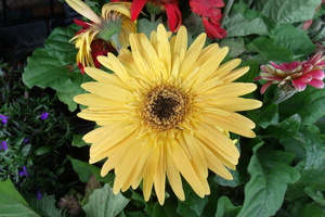 Yellow Gerbera 1 