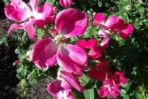 Red Rambling Roses 2