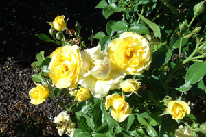 Yellow Roses 2