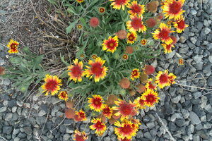 Wind Weathered Gaillardia 1